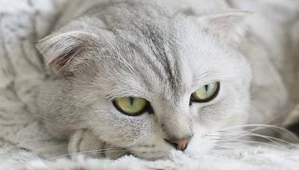 fb体育官网首页-融合“足球+科技+文化”多元产业链在行业中不断深化，体教融合足球