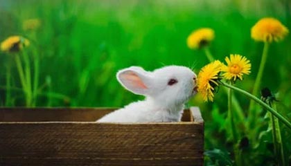 fb体育官网首页-融合“足球+科技+文化”多元产业链在行业中不断深化，体教融合足球